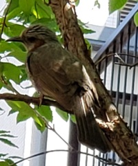 この鳥はなんという鳥ですか 家の中庭にいました ヒヨドリです Http Yahoo 知恵袋