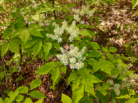 この花は何という木の花でしょうか アオダモと思います Yahoo 知恵袋