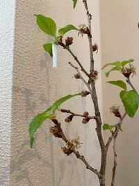 桜から葉桜に移り変わっている今日この頃 葉の生え際から白く Yahoo 知恵袋