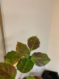 ヘテロパナックス 観葉植物について質問です 最近 植物が好きで Yahoo 知恵袋