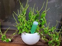 植物に詳しい方教えてください 観葉植物の先から 変な黄緑の細 Yahoo 知恵袋