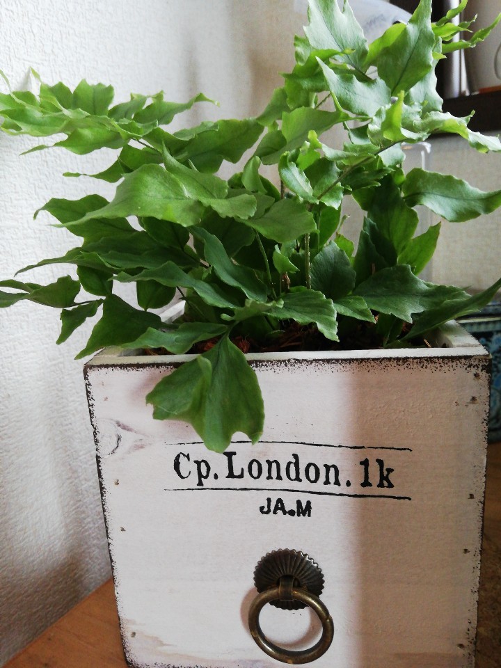 シダの仲間だと思うのですが 名前が知りたいです どなたかご存知あ Yahoo 知恵袋