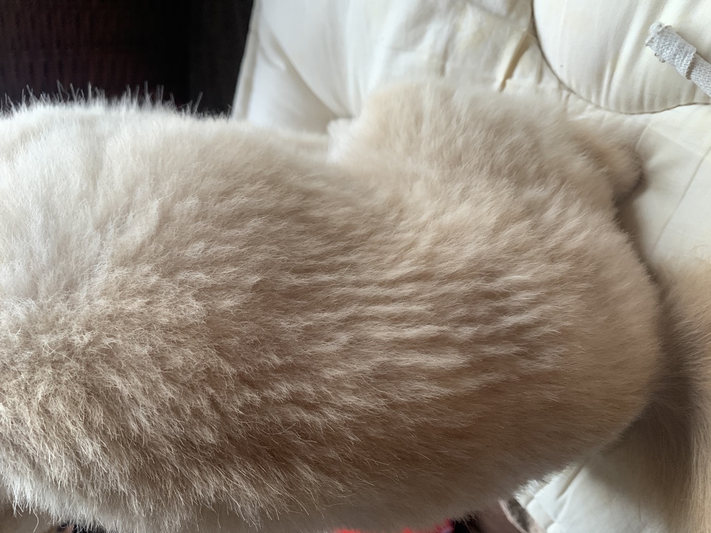 ポメラニアンのトリミングをお願いしたのですが これはバリカン跡で Yahoo 知恵袋