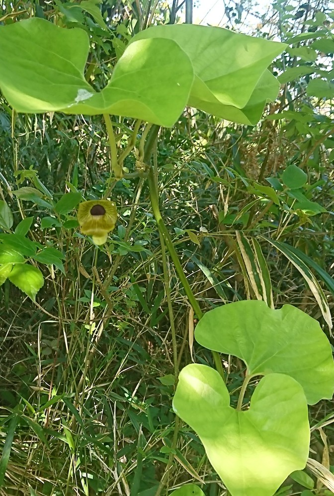 エンドウの花は合弁花ですか 離弁花ですか 合弁花だと思って Yahoo 知恵袋