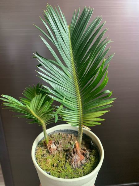 写真の観葉植物はなんという名前でしょうか ソテツです Yahoo 知恵袋