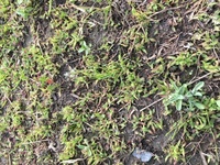 家庭菜園を畑でしてます。
土から、写真のような、苔みたいな細かい草がびっしり生えてきてます。 理由や、状態（水捌けが悪い？など）について、詳しい方いらっしゃいましたら教えてください。
よろしくお願いします。