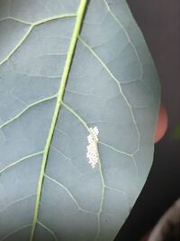 葉っぱの裏の卵 アボカドを種から育てて 庭に出していたのですが 葉の裏 Yahoo 知恵袋