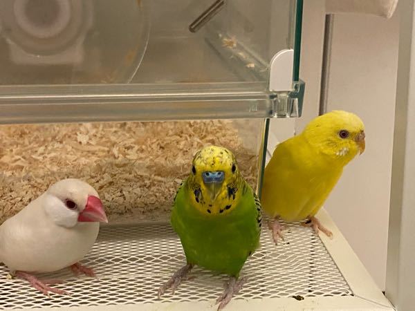 飼っているセキセイインコが本当にうるさいです 雄のセキセイ Yahoo 知恵袋