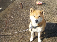 あなた方の犬は散歩の時間が近づいて来たり餌の時間が近づいて来たらガタガタし Yahoo 知恵袋