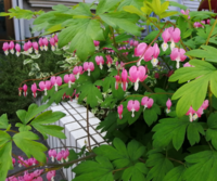 とても変わった花が咲いています 何と言う花かご存知の方がいらっしゃい Yahoo 知恵袋