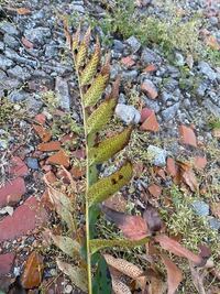 庭に気持ち悪い植物が生えていたのですがこれが何なのか分かる方おり Yahoo 知恵袋