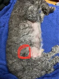犬のお腹にしこりのようなものがあったのですがこれはなんでしょうか Yahoo 知恵袋