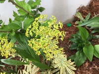 この黄緑色の植物はなんという名前ですか 花なのか葉なのかわかりませんが 変 Yahoo 知恵袋