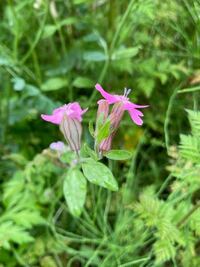 この花の名前を教えてください シレネ ペンデュラ フクロナデシコ だと Yahoo 知恵袋