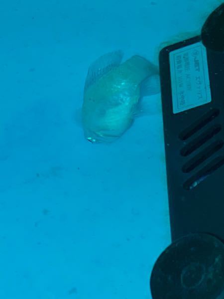 ピラニアナッテリーの水流はどのくらいが適正ですか フィルターで起 Yahoo 知恵袋