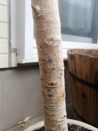 家のゴムの木にカビが生えてしまっています 最近葉っぱもポロポロと Yahoo 知恵袋