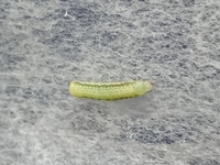 この青虫は何でしょうか 黄緑色で 身体のサイドに濃い緑の線が入っています Yahoo 知恵袋