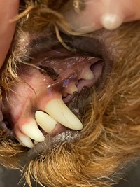 トイプーの歯茎が黒ずんでる 上の歯茎の犬歯の横なんですが ピンクの歯 Yahoo 知恵袋