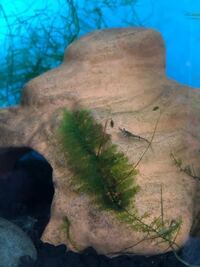 アナカリスの茎から葉と同じ色の袋状のものが出来て その中に茶色の粒が Yahoo 知恵袋