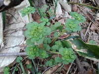 この草の名前を教えてください トウダイグサかと思って写真を撮りましたが Yahoo 知恵袋