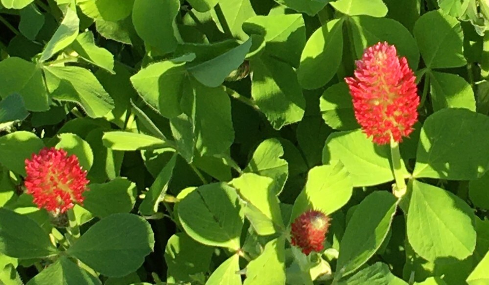 丸いトゲトゲの赤い花 が付いているこの植物は何というものです Yahoo 知恵袋