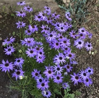 この花の名前をご存知の方 教えてください コスモスみたいだけど Yahoo 知恵袋