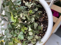 昨日まで元気だったバラの葉がチリチリになっていました 何が原因でしょうか Yahoo 知恵袋