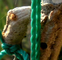 カマキリの卵ですが 先日急に大きな穴が開き 中から虫が出てきまし Yahoo 知恵袋