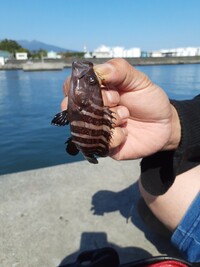 これはなんの魚でしょうか 毒はありますか マハタの幼魚かな Yahoo 知恵袋