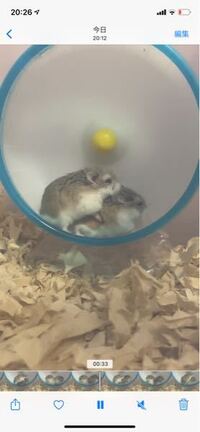 ロボロフスキーのメス3匹を多頭飼いしてます ショップでもと Yahoo 知恵袋