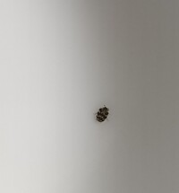 小さな虫の画像を添付しています 閲覧注意です 画像が見えにく Yahoo 知恵袋