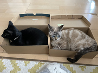 昨年の7月ごろに保護した猫ちゃんです 赤ちゃんの頃は尻尾と耳以外 Yahoo 知恵袋