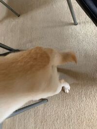 犬のしっぽがつねに下がるようになりました 中型犬の雑種 5 Yahoo 知恵袋