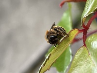 パンジーに 小さな虫が沢山付いてるのですが 園芸用の殺虫剤 Yahoo 知恵袋