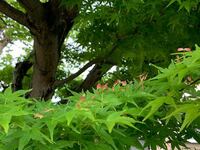 もみじにも花が咲くのでしょうか 毎年眺めていた庭のもみじに 花らし Yahoo 知恵袋