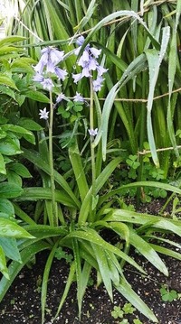 この花の名前を教えてください シラーカンパニュラータかな Yahoo 知恵袋