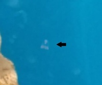 海水水槽に発生した謎生物 我が家でホンヤドカリを飼育している海水 Yahoo 知恵袋