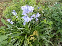 花の名前を教えてください スパニッシュブルーベルと思います Http Yahoo 知恵袋