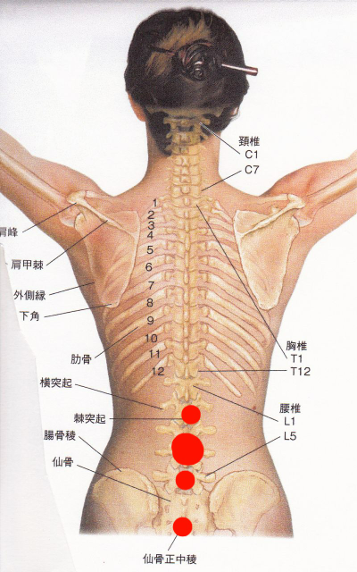 生まれつき痩せ型で腰を曲げると背中の骨がボコっと出てきます そのせい Yahoo 知恵袋