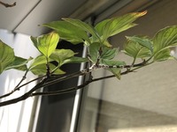 ハナミズキの木に 毎年この様な物が沢山つきます ハナミズキは弱っ Yahoo 知恵袋