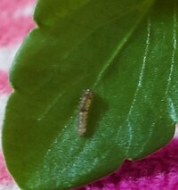パンジーの花弁にぶら下がっていたんですけど これはなんの幼虫です Yahoo 知恵袋