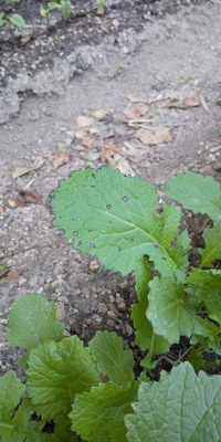 からし菜を栽培しているんですが 葉の縁が黒くなったり 黒い Yahoo 知恵袋