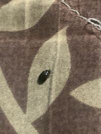 暖かくなりこの虫が部屋に湧くようになりました 良ければこの虫の名前と Yahoo 知恵袋