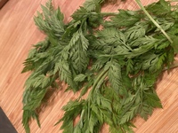 和歌山県の山で これがたくさん生えていました スギナがわさわさ生 Yahoo 知恵袋