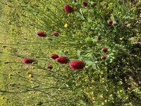 この花の名前を教えてください マメ科のストロベリーキャンドルです H Yahoo 知恵袋