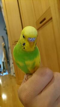 鳥の性別について飼っているインコが生後半年くらいになりました ２羽飼 Yahoo 知恵袋