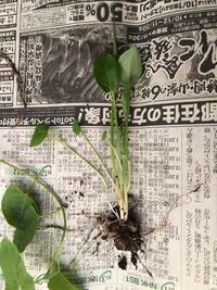 写真の雑草の名前が分かる方いらっしゃいませんか 丸い葉で Yahoo 知恵袋