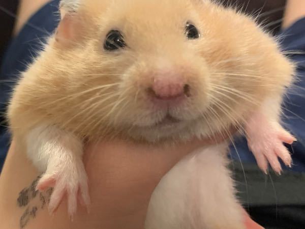 ハムスターについてです おとといくらいから ハムスターの鼻に鼻くその Yahoo 知恵袋