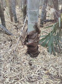 竹についての質問です。 竹やぶに行くと写真のようなたけがあります。 下の部分にタケノコ時代の皮がついていますが、このような竹はいつ頃生まれたものですか。今4月なので、昨年、それとももっと前ですか。
