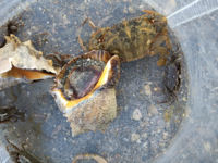 つぶ貝の毒で失明する 映画 武士の一分 でキムタクが Yahoo 知恵袋